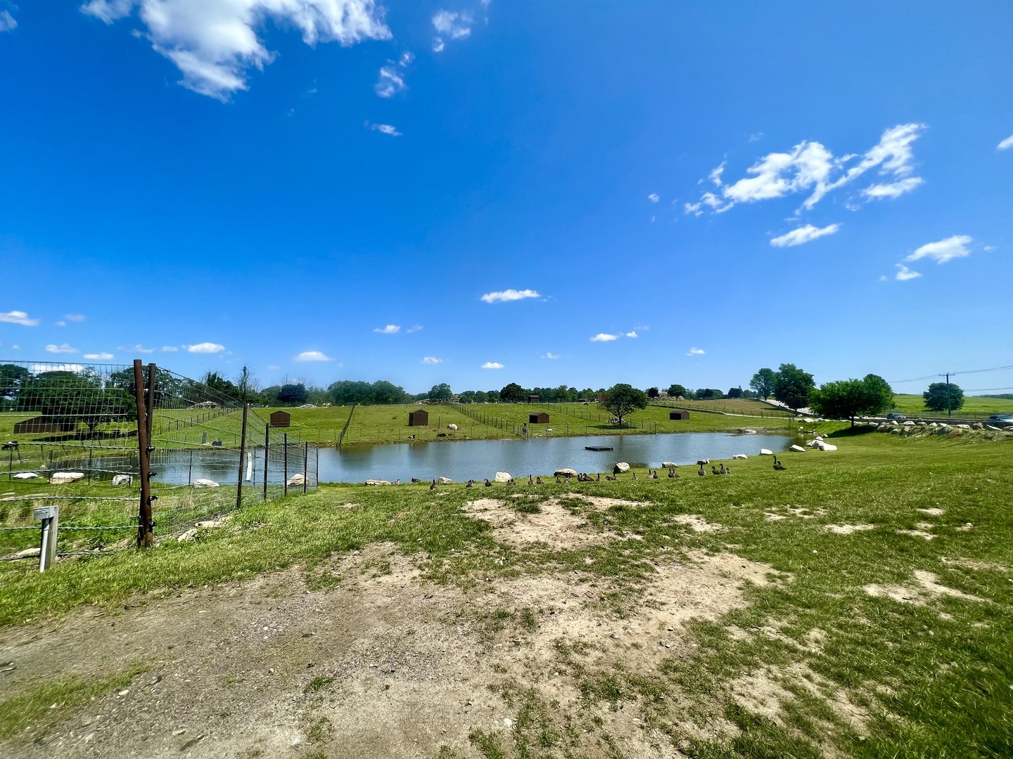 Canada Geese and waterway with cattle pastures beyond