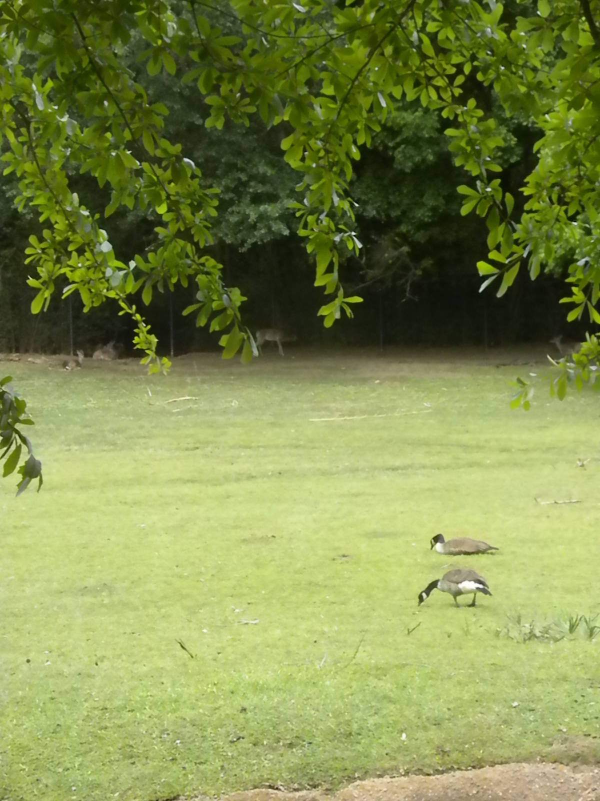 Canada Geese and White-Tailed Deer