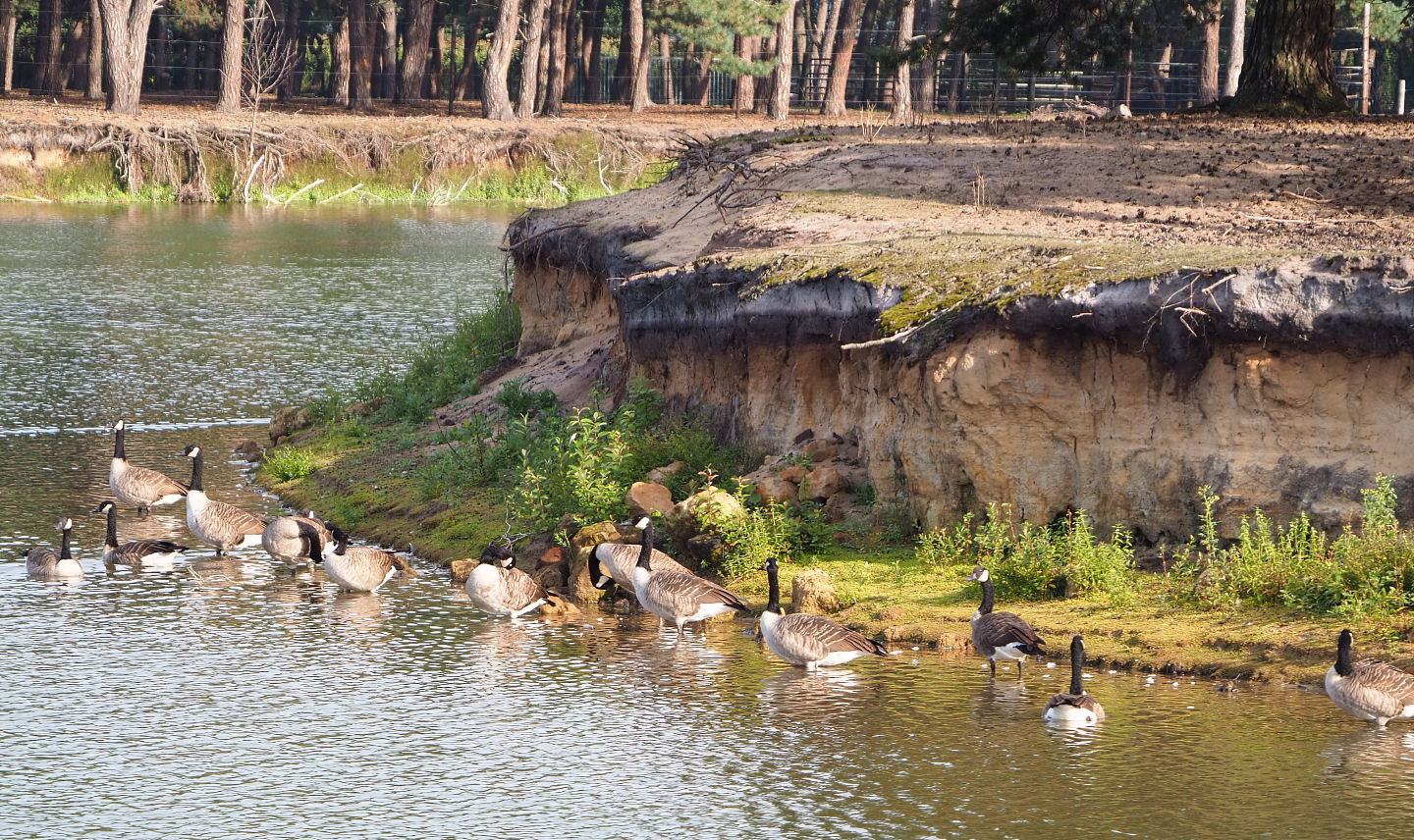 Canada geese (Branta canadensis), 2019-09-15