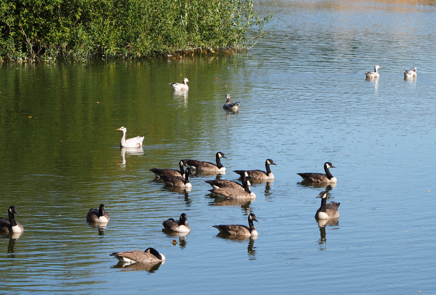 Canada geese (Branta canadensis) and Bar-headed geese (Anser indicus), 2019-09-15
