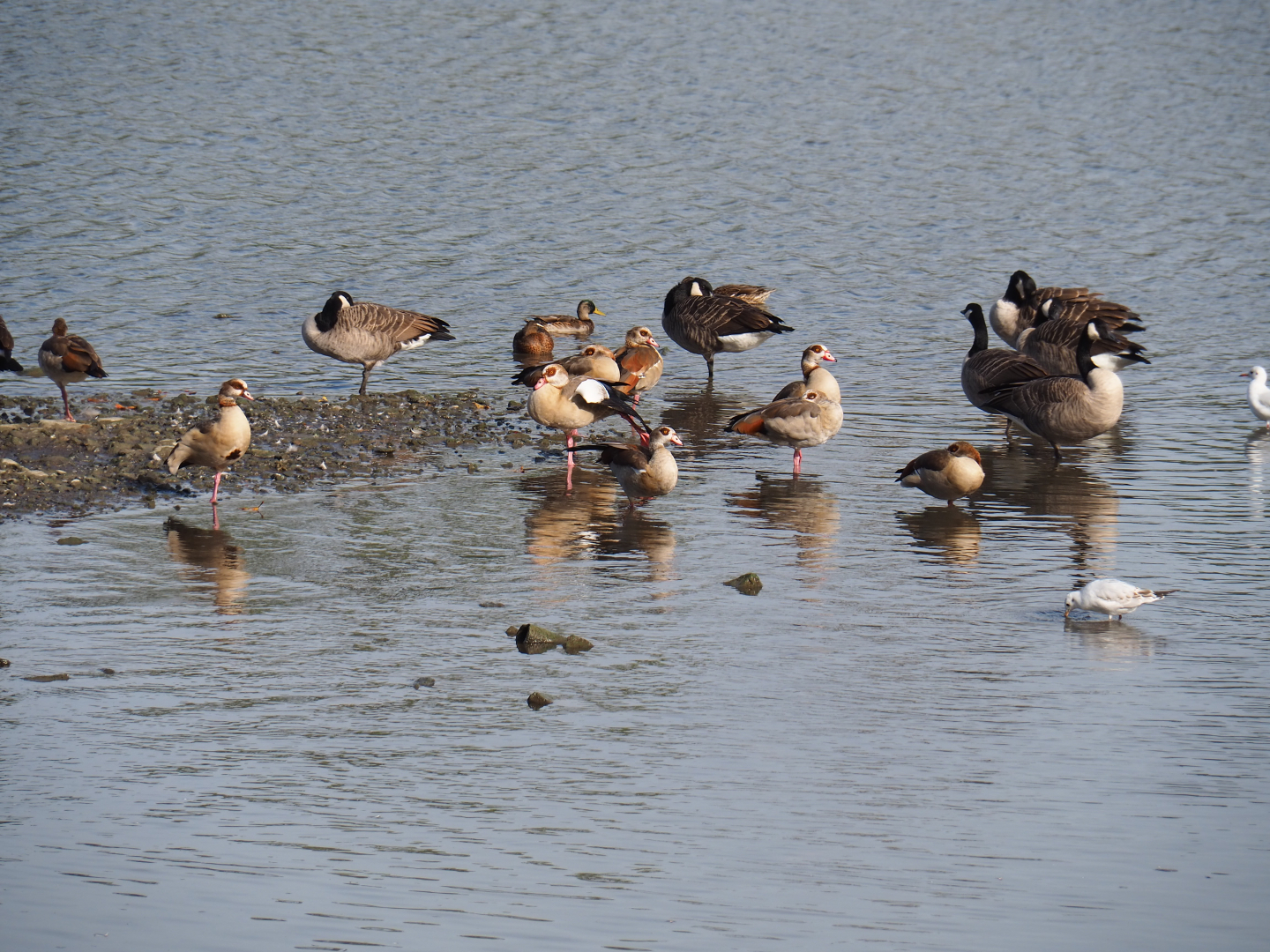 Canada geese (Branta canadensis) and Egyptian geese (Alopochen aegyptiaca), 2019-10-04