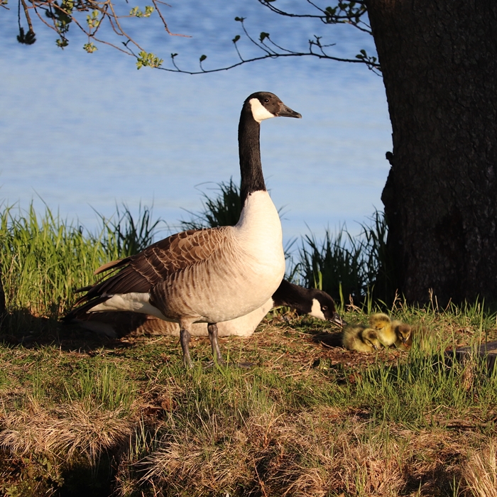Canada geese (Branta canadensis) with goslings