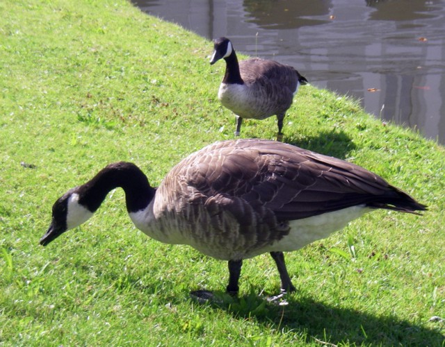 Canada Geese (Branta canadensis)
