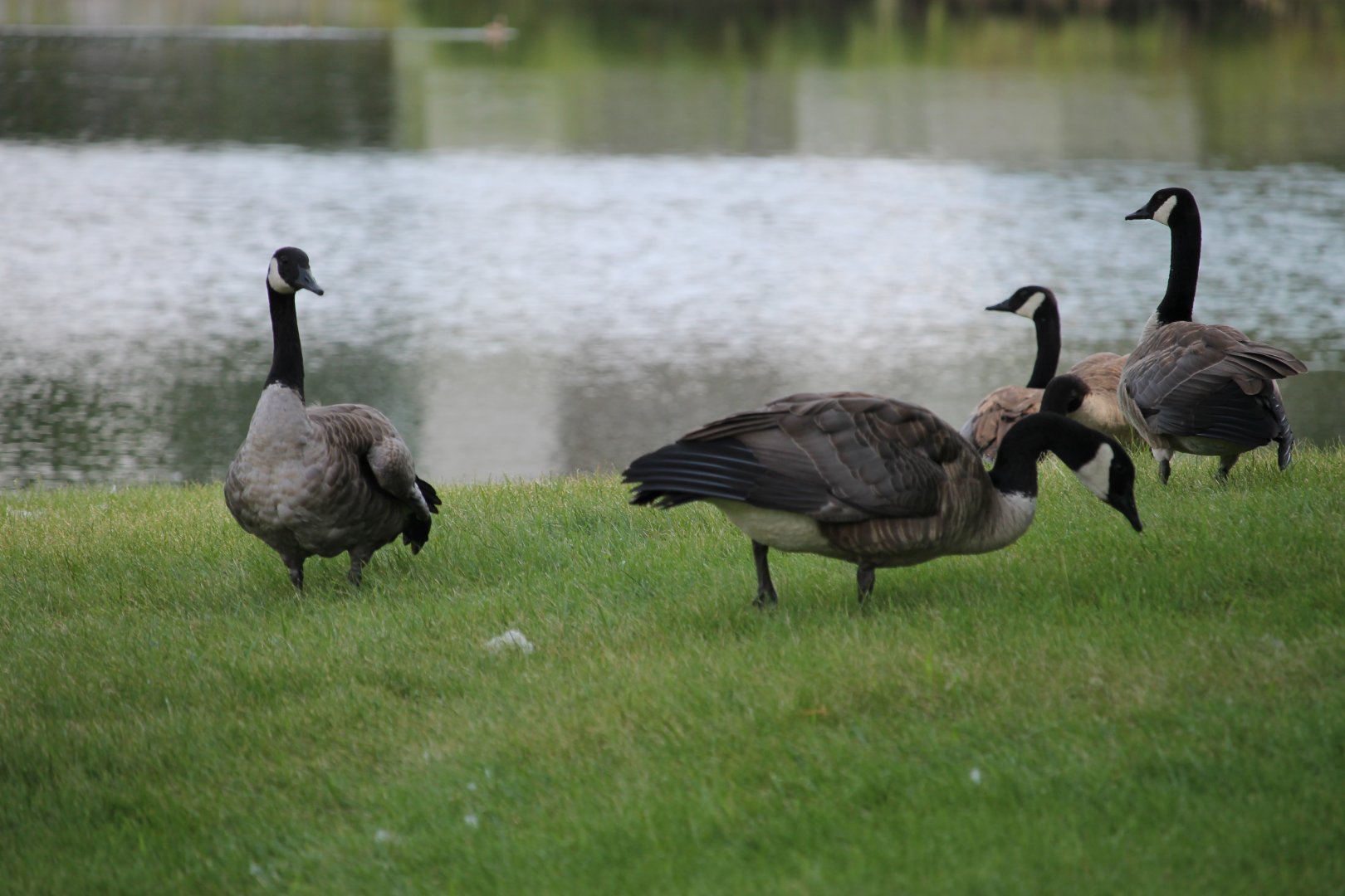 Canada geese (Branta canadensis)