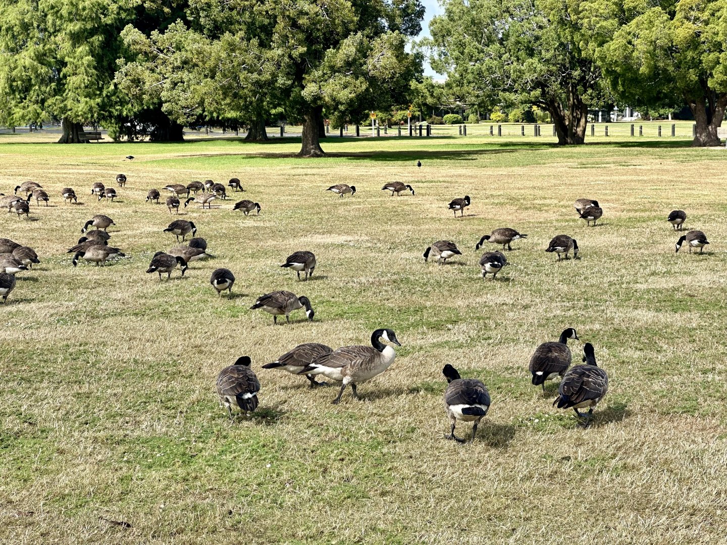 Canada geese (Branta canadensis)