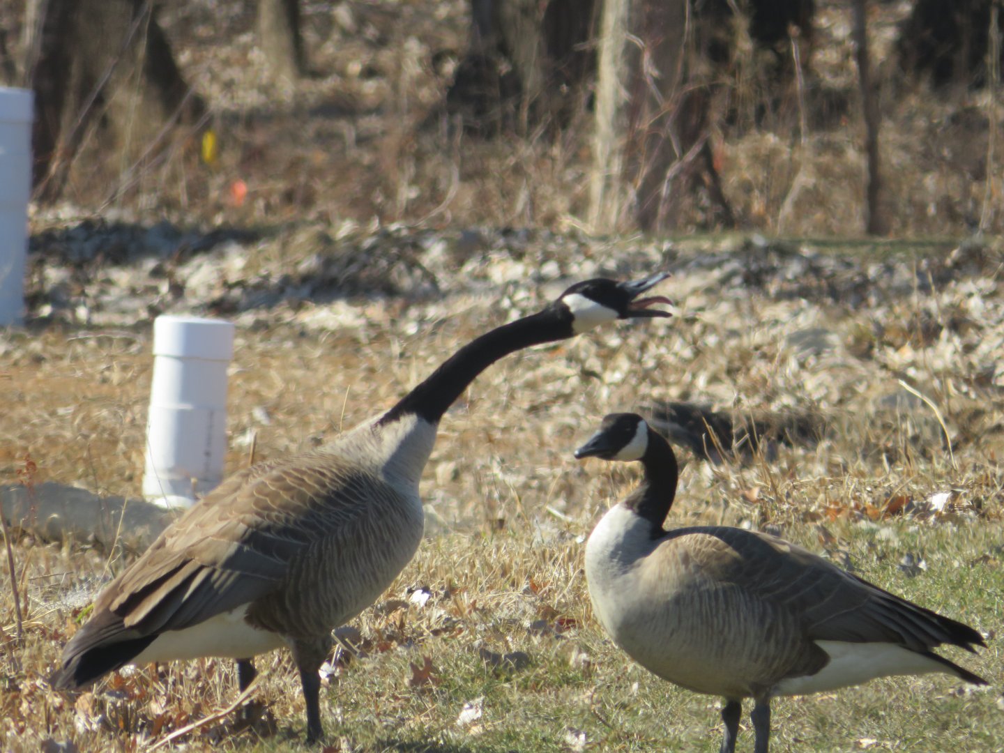 Canada geese conversation