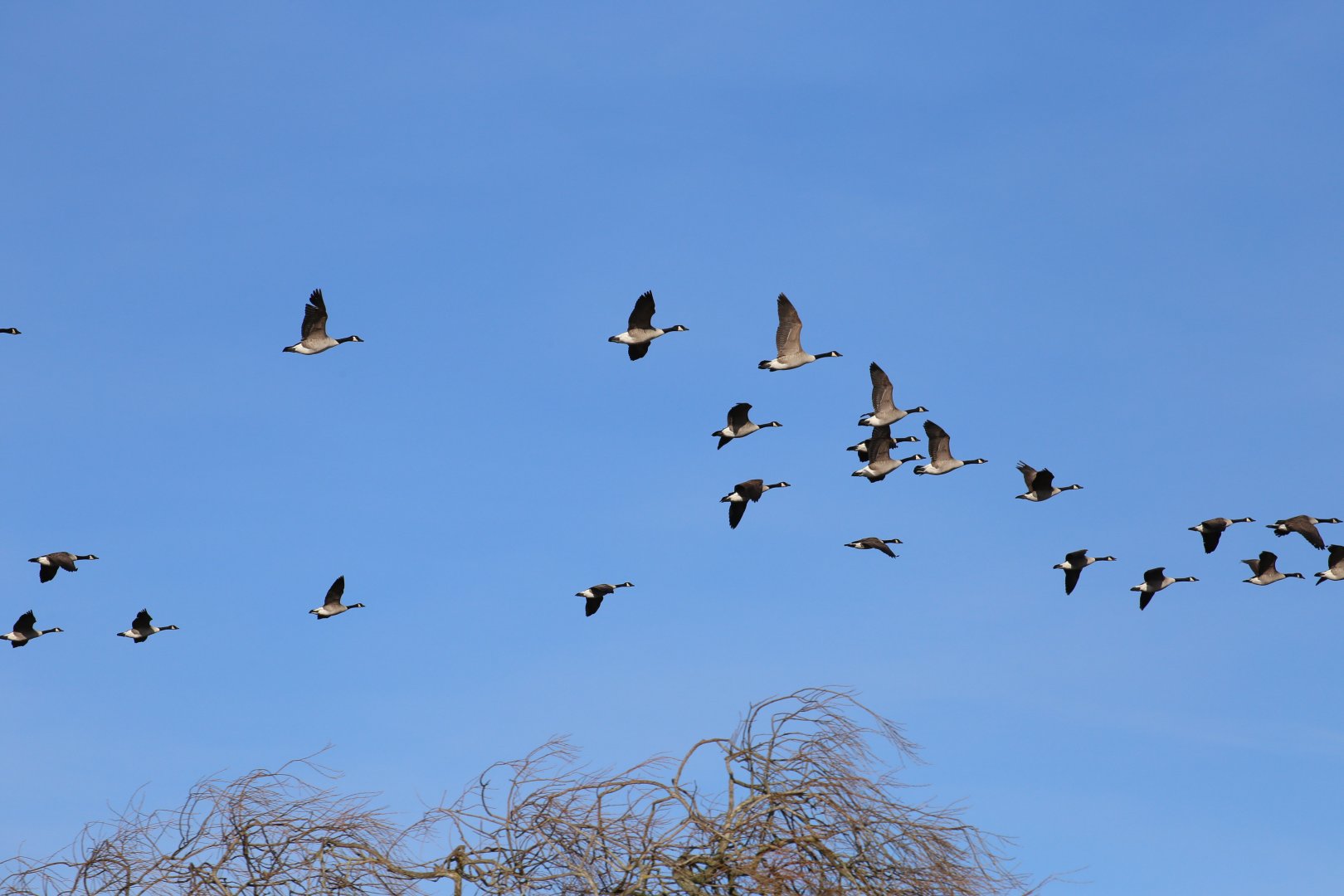 Canada Geese flying over Slimbridge