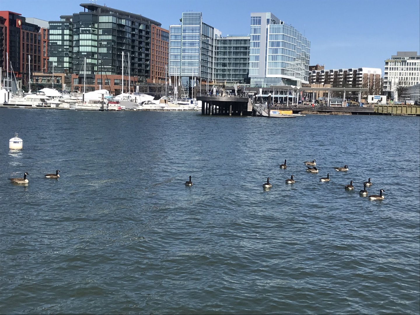 Canada geese in the Washington Channel in Washington, D.C.