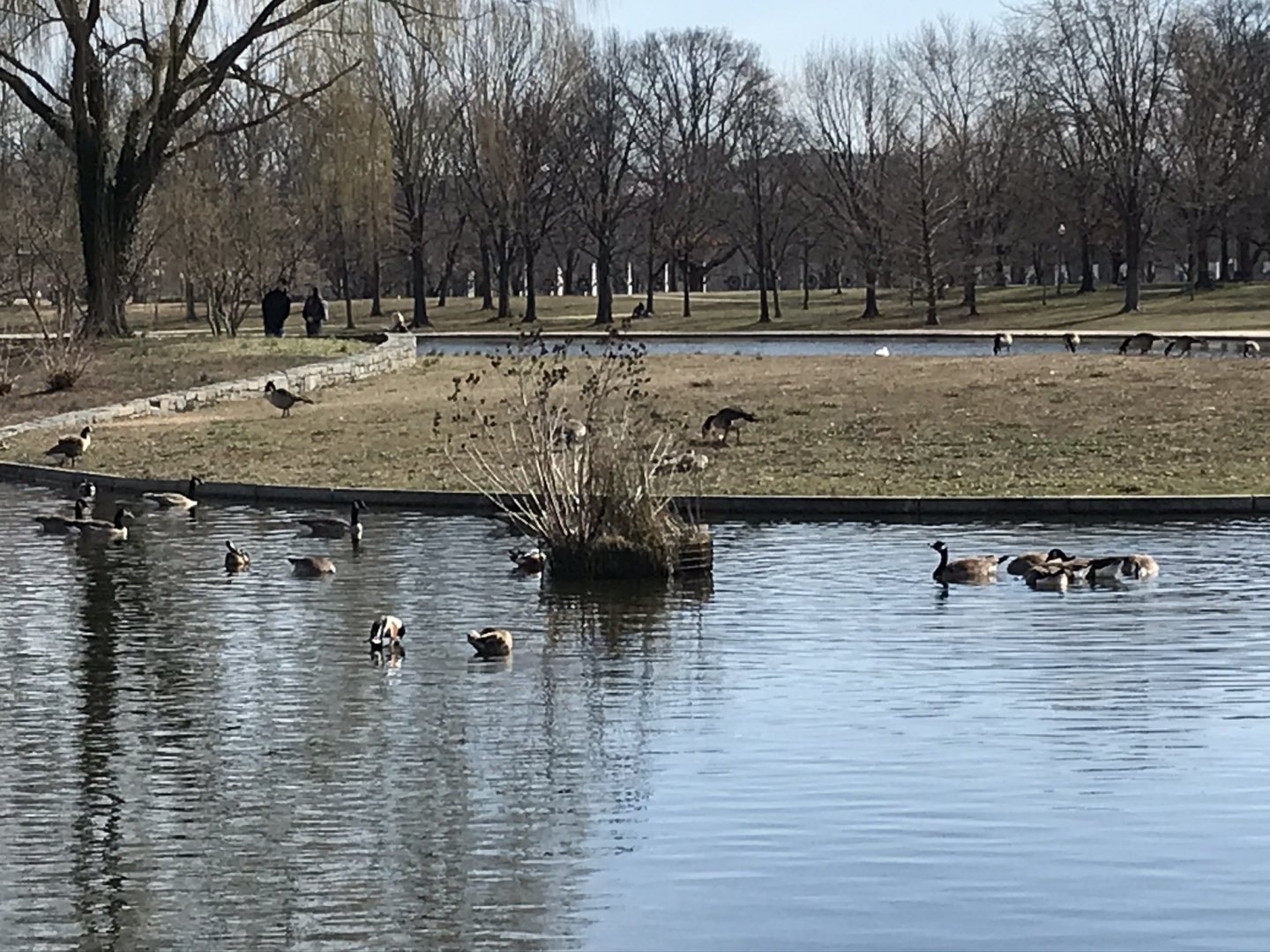 Canada geese in Washington, D.C.