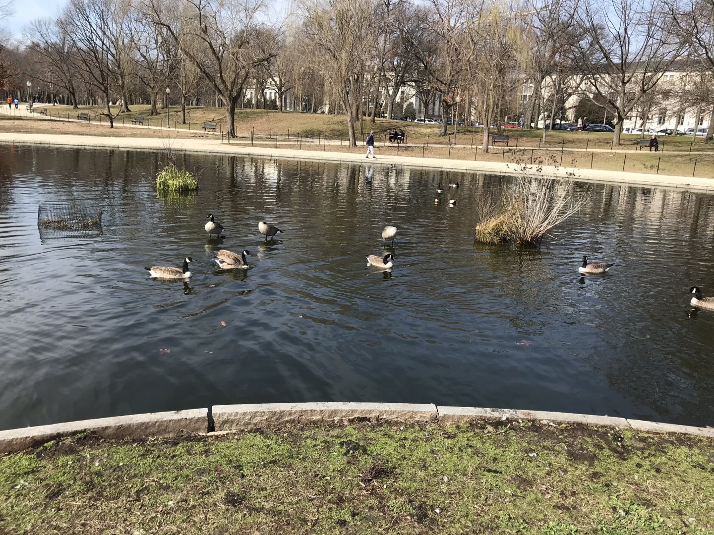 Canada geese in Washington, D.C.