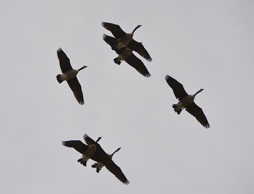 Canada geese  (introduced).