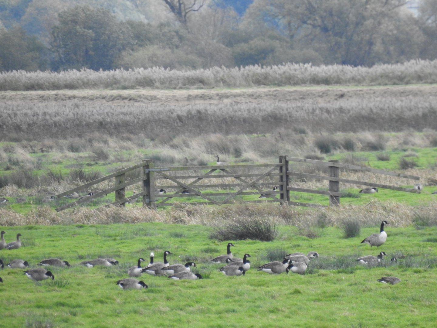 Canada Geese - Norfolk Broads Oct 17