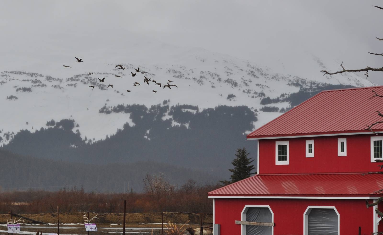 Canada Geese passing through the AWCC