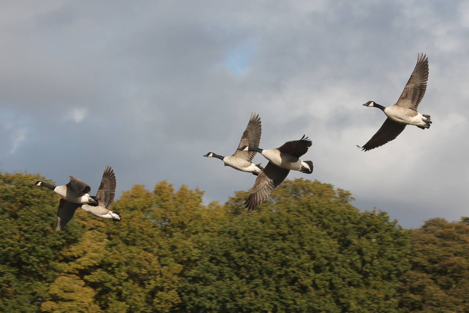 Canada Geese