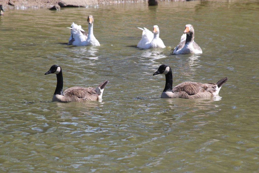 Canada Geese