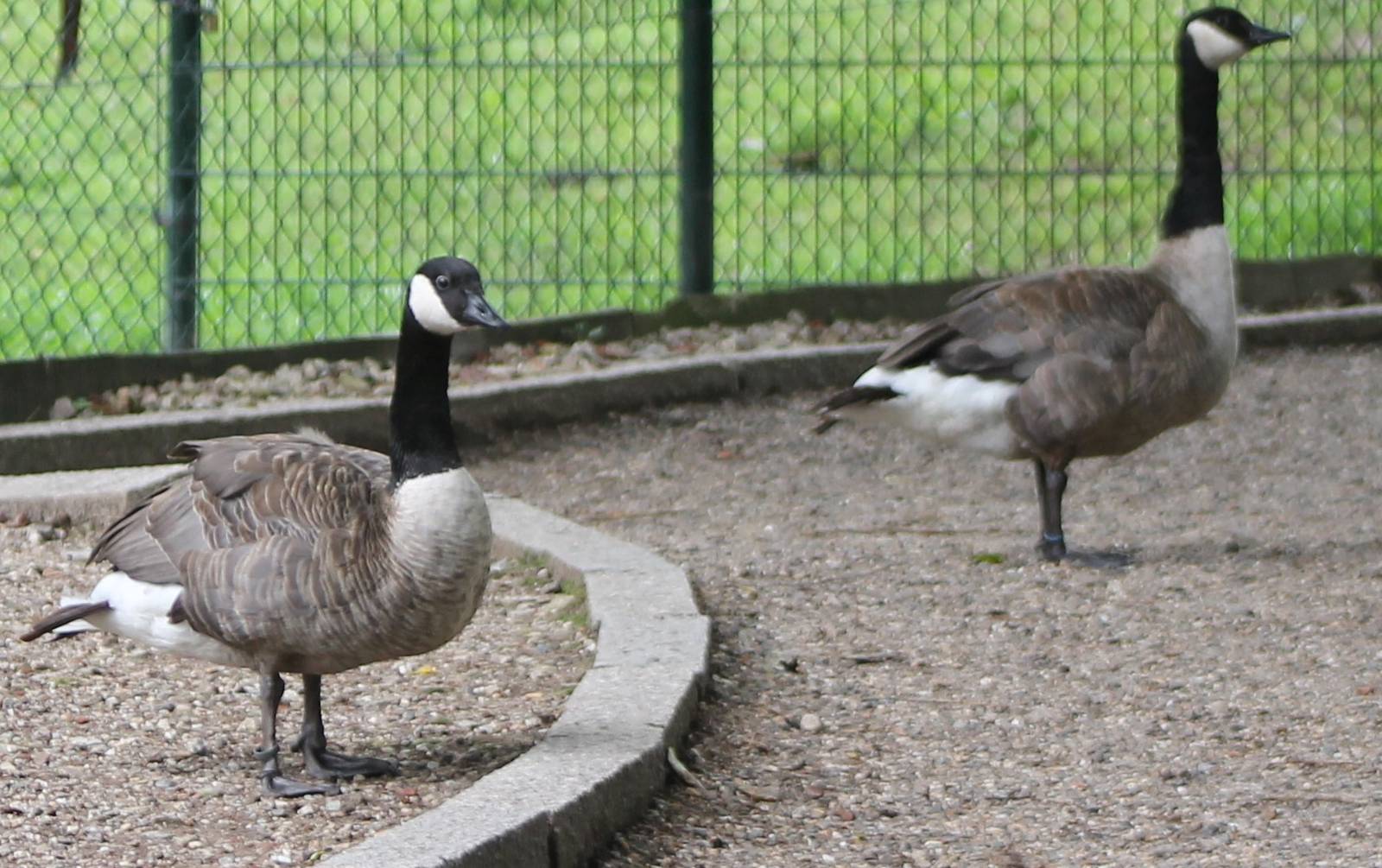 Canada geese