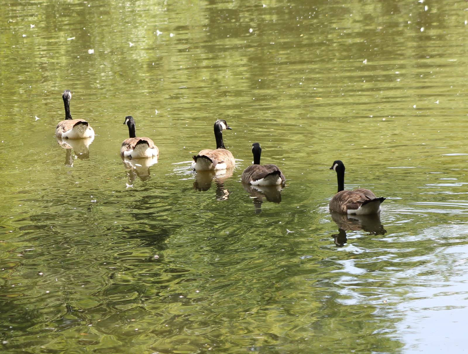 Canada geese