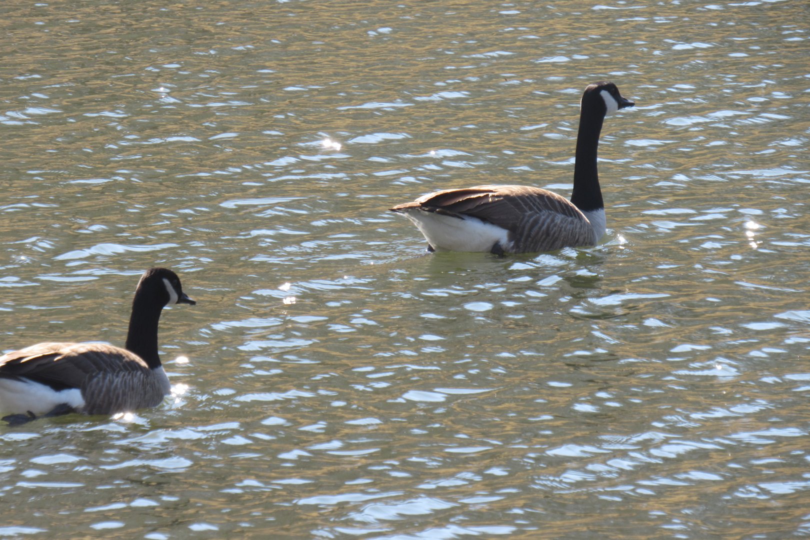 canada geese