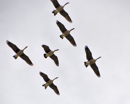 Canada geese