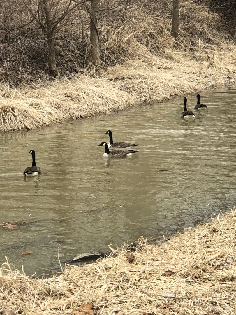 Canada Geese