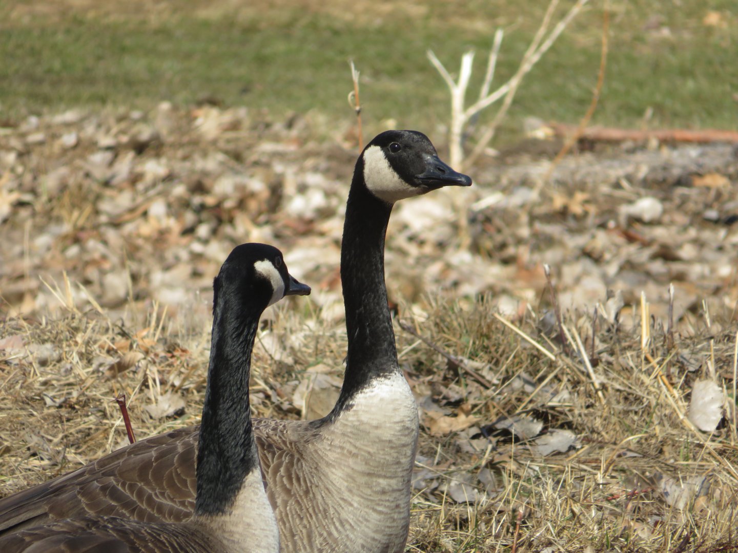Canada geese
