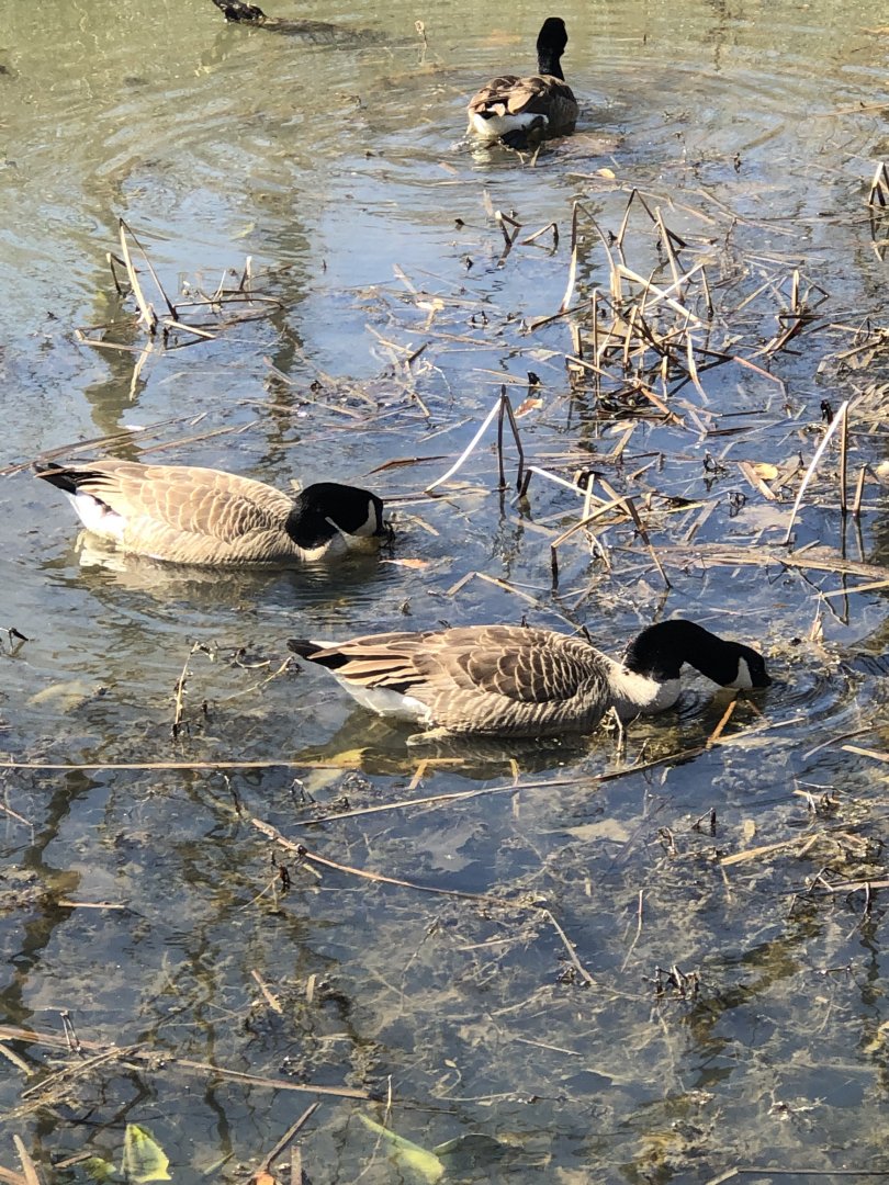 Canada Geese