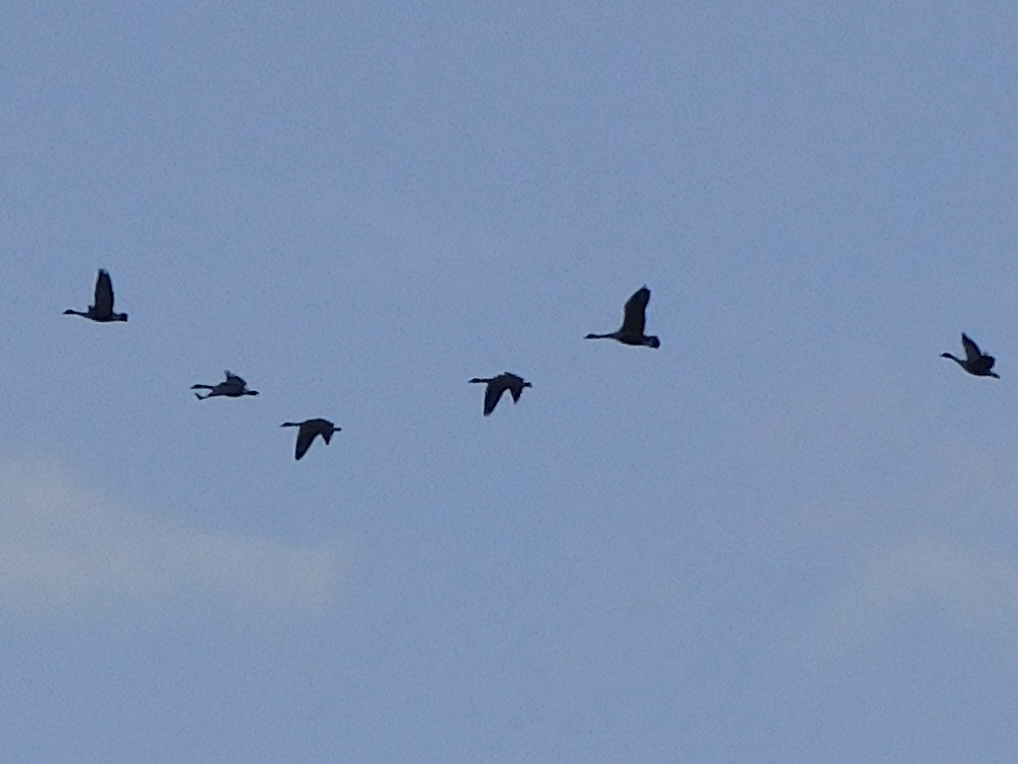 Canada geese
