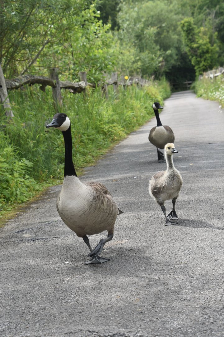 Canada geese