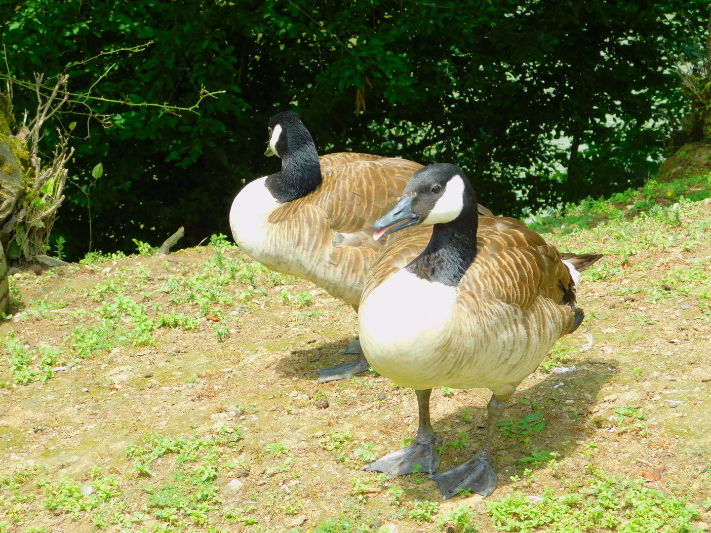 Canada Geese