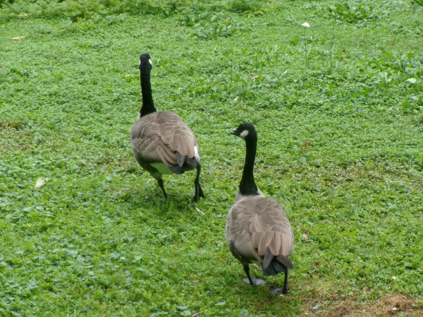 Canada geese