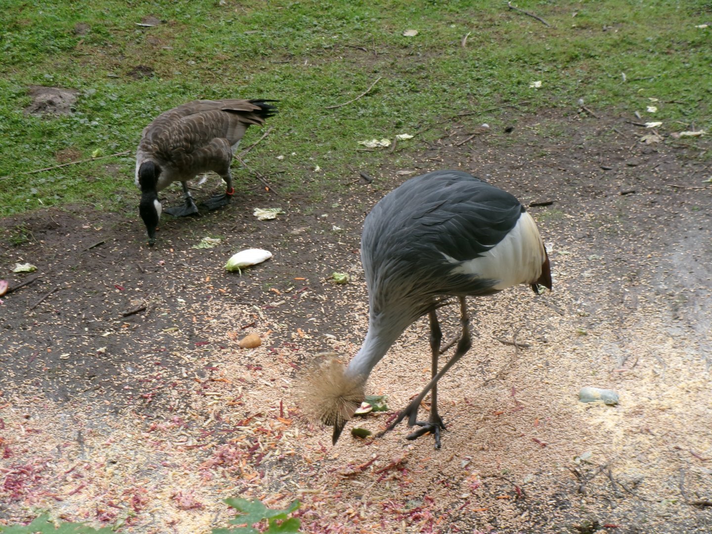 Canada goose and crowned crane