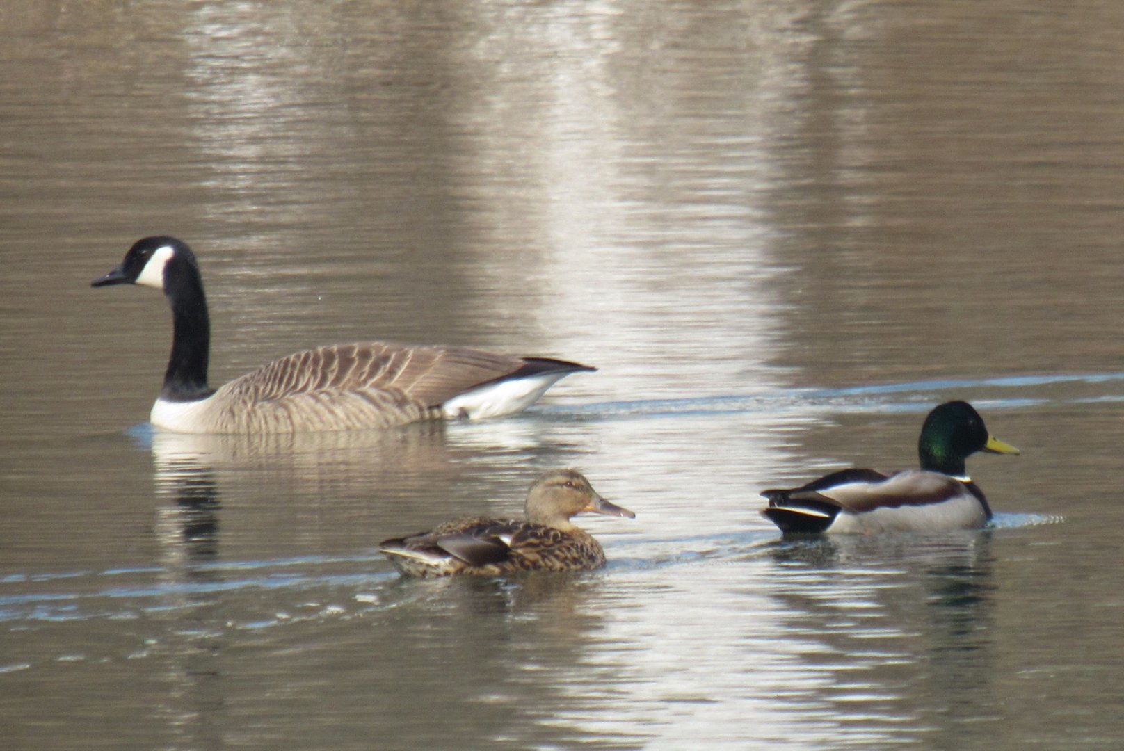 Canada goose and mallards
