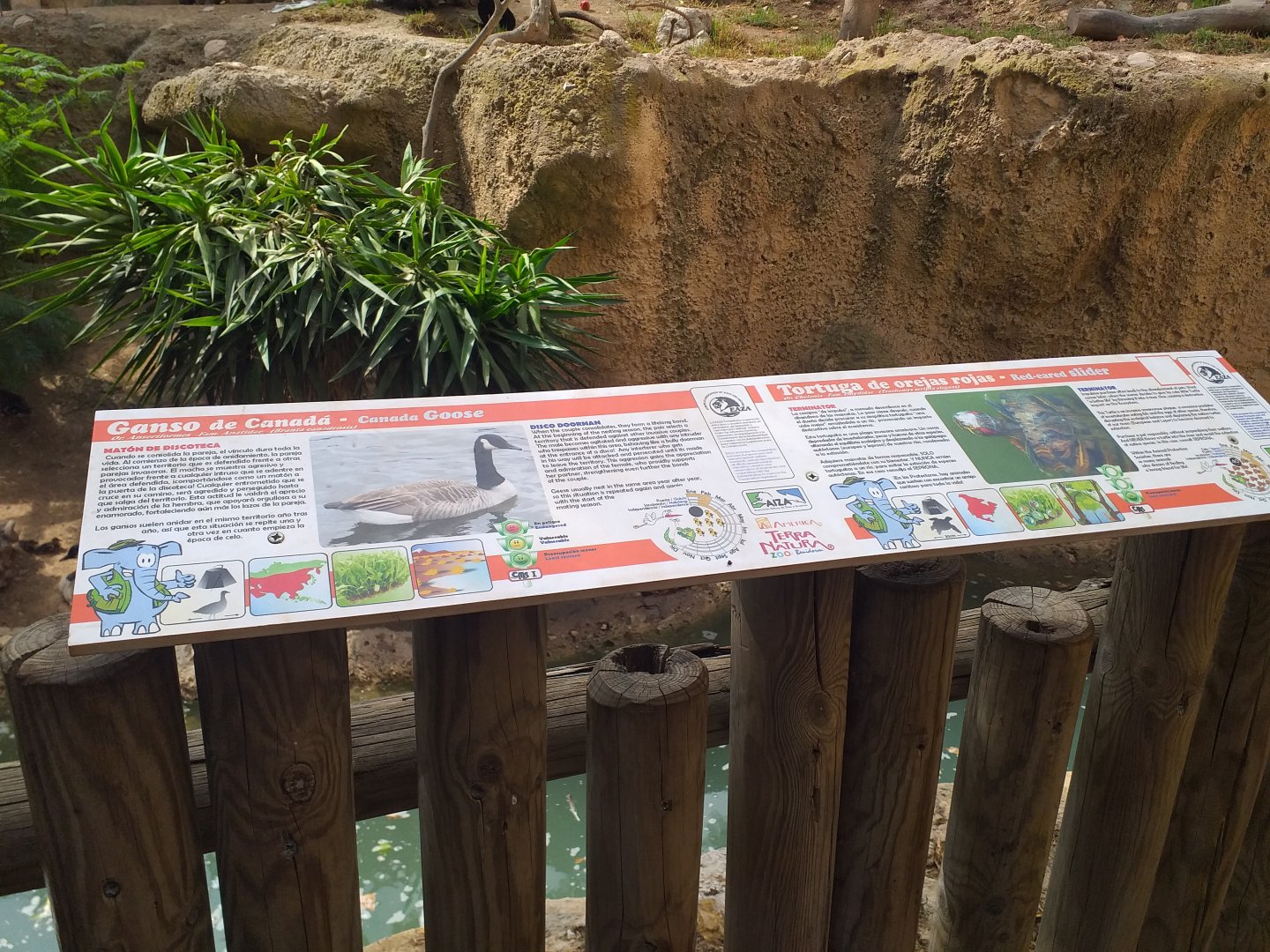 Canada goose and Red-eared slider signs -TerraNatura Benidorm (2021)