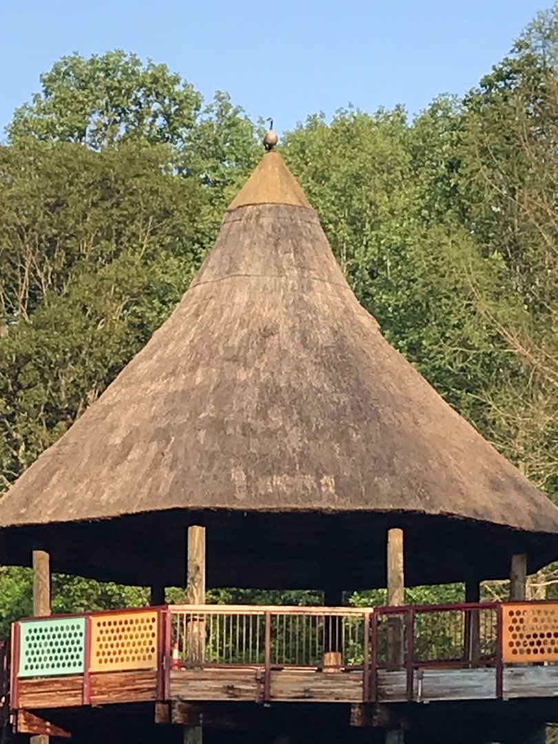 Canada Goose atop African Entrance Bridge
