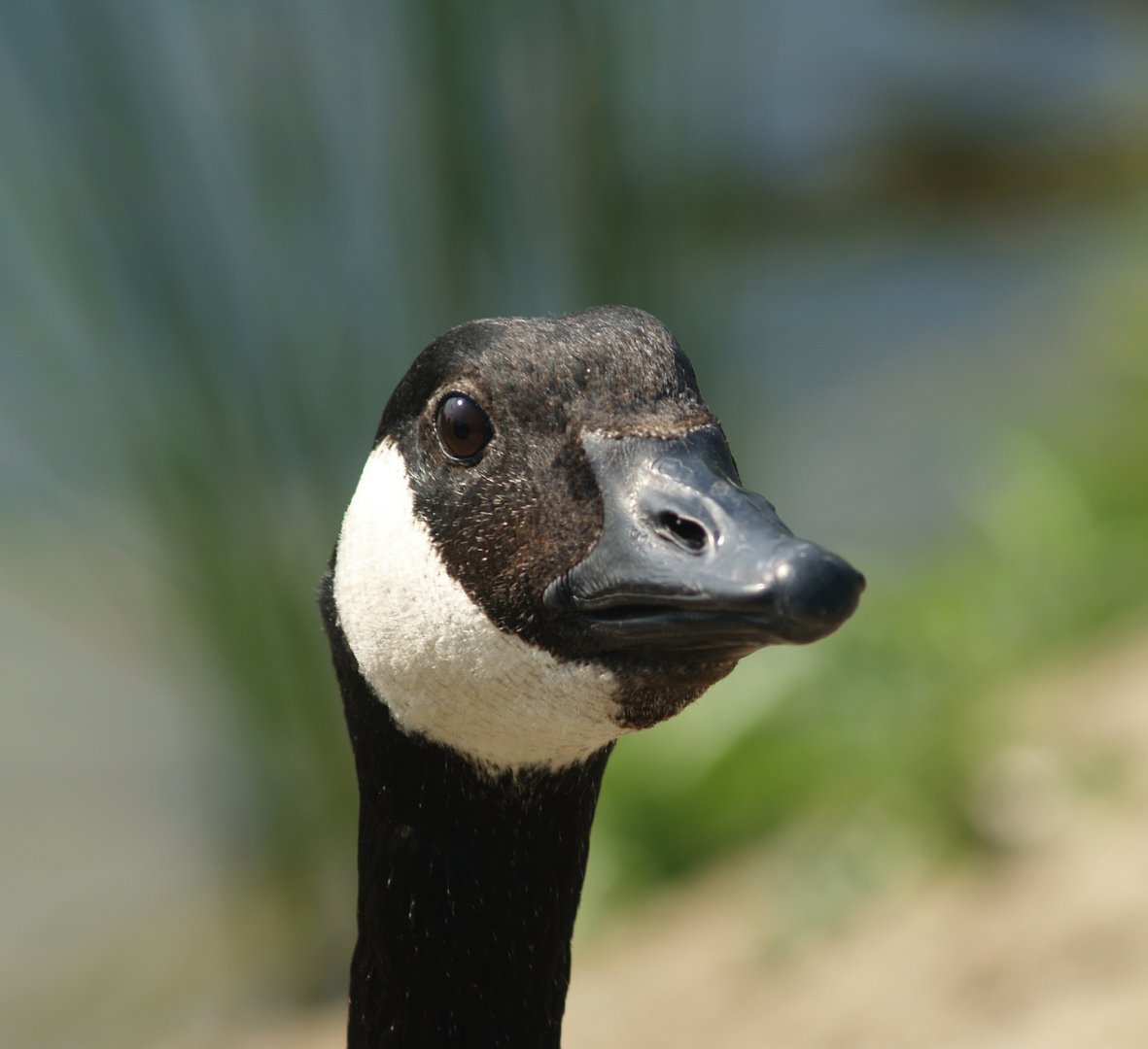 Canada goose (Branta canadensis), 2007-07-15