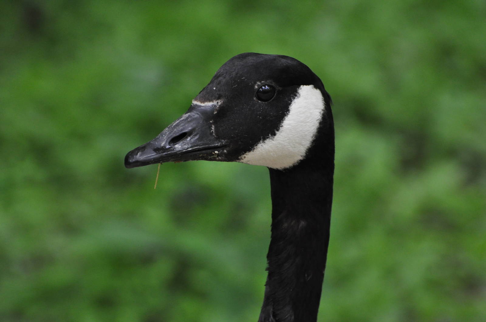Canada goose/ Branta canadensis canadensis
