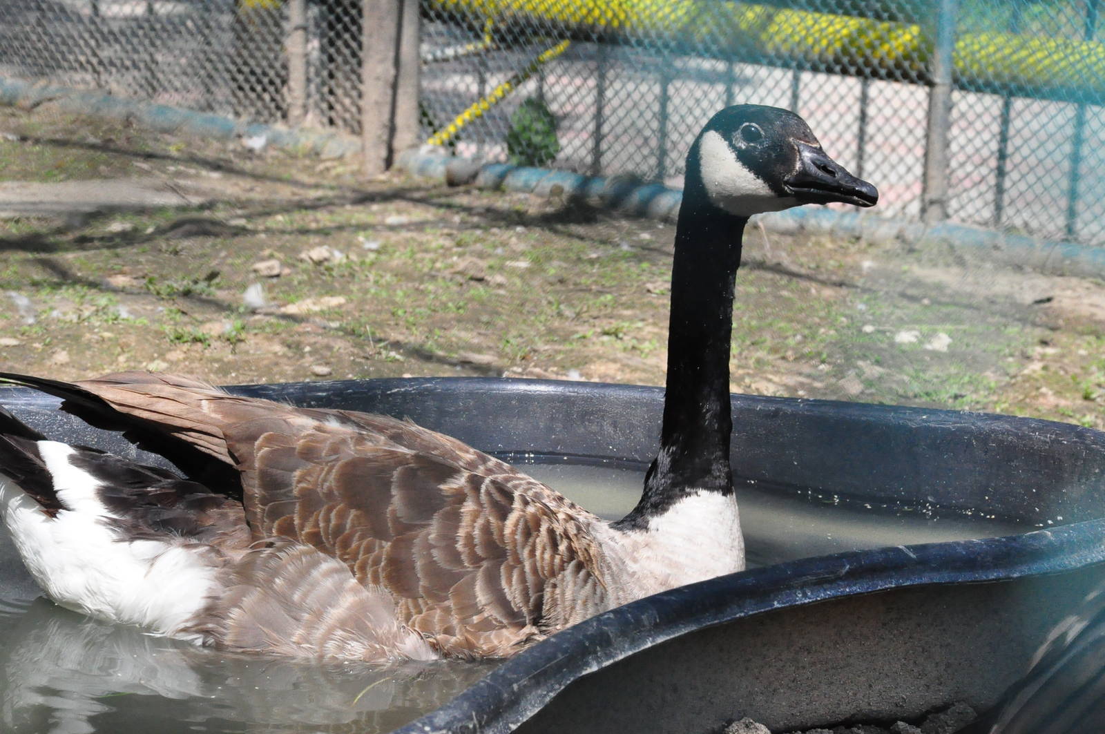 Canada goose/ Branta canadensis