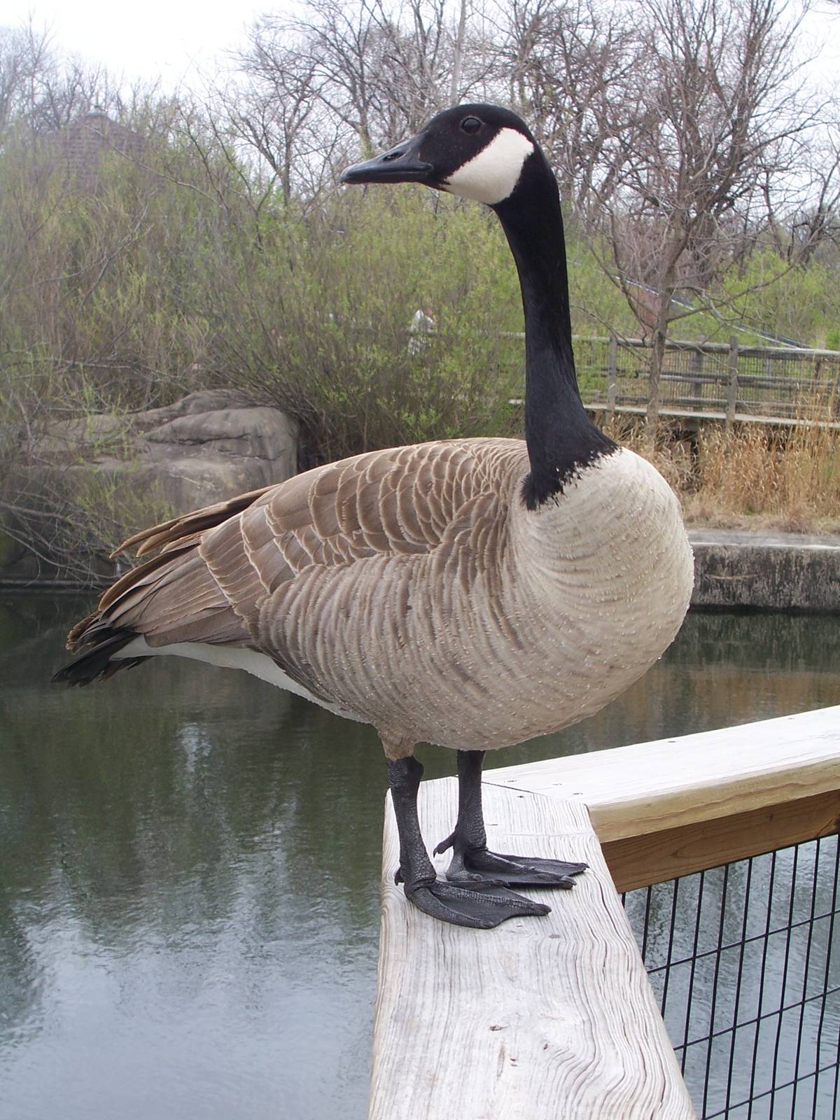 Canada Goose (Branta canadensis)