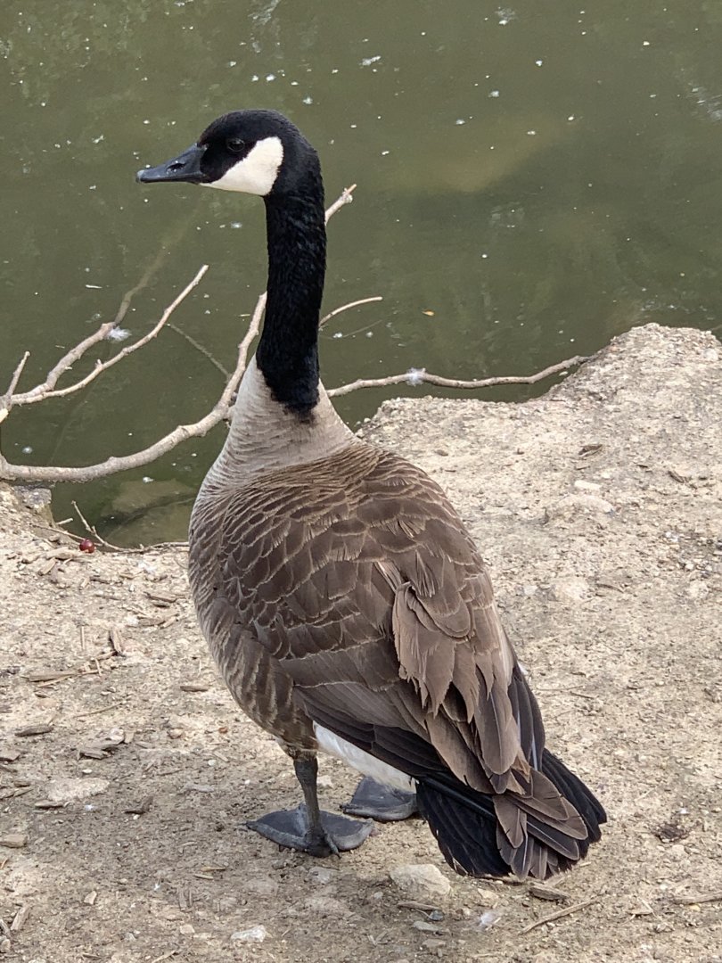 Canada Goose (Branta canadensis)
