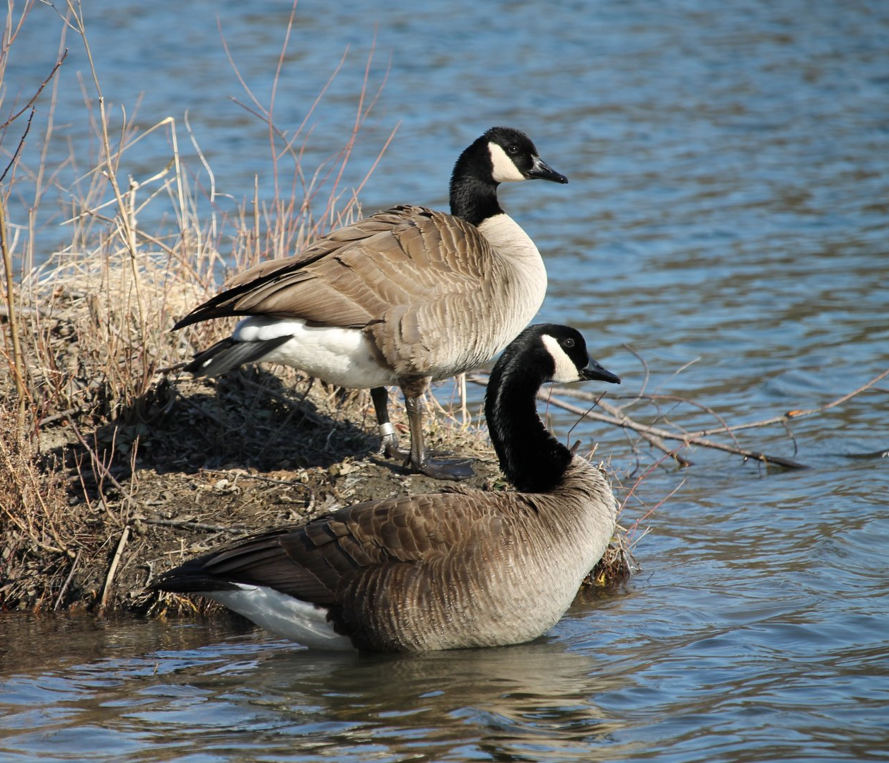 Canada Goose (Branta canadensis)