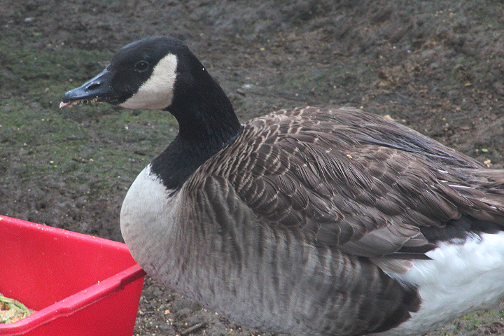 Canada goose (Branta canadensis)