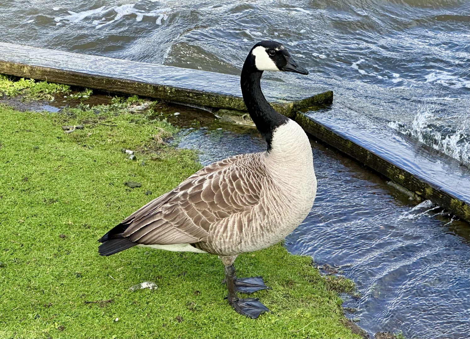 Canada Goose (Branta canadensis)