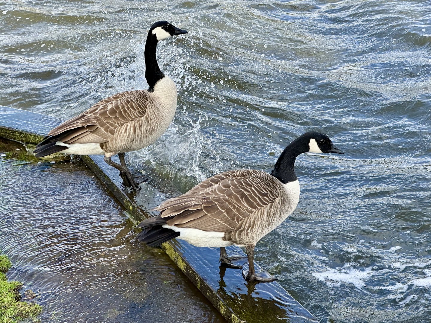 Canada Goose (Branta canadensis)
