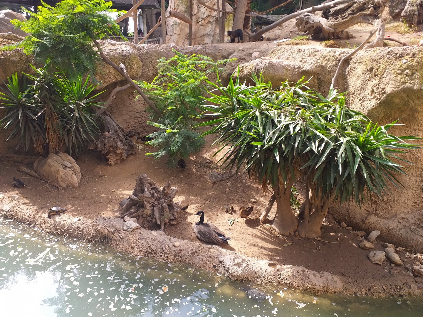 Canada goose, Common mallard and Red-eared slider exhibit -TerraNatura Benidorm (2021)