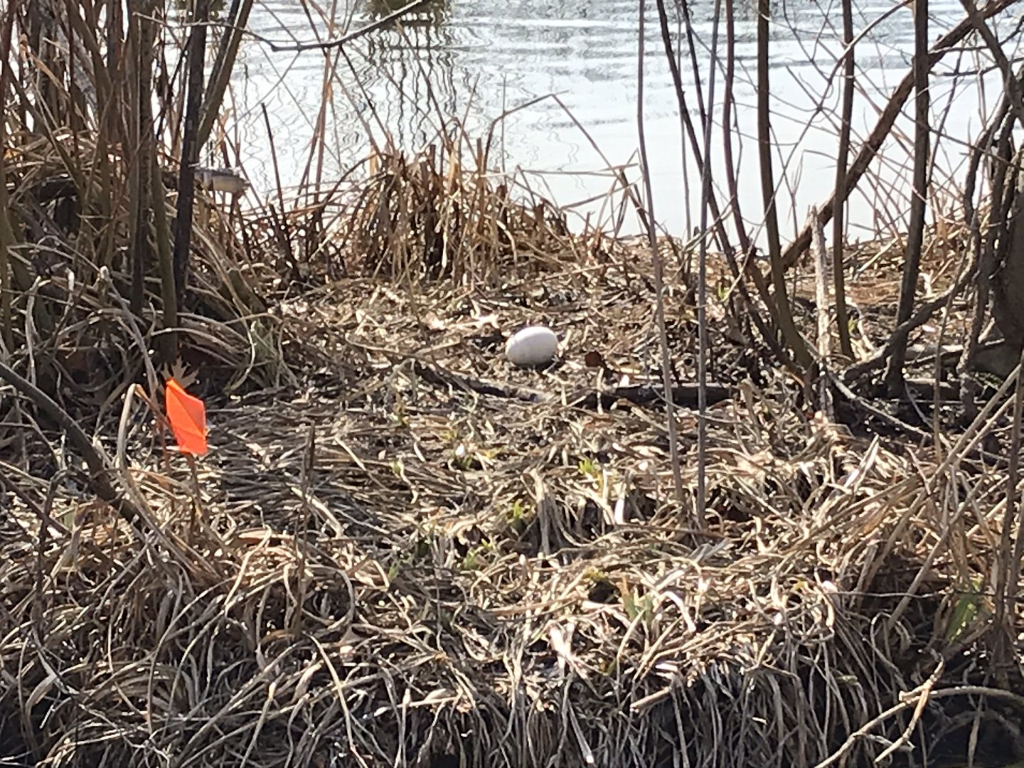 Canada goose egg in Washington, D.C.