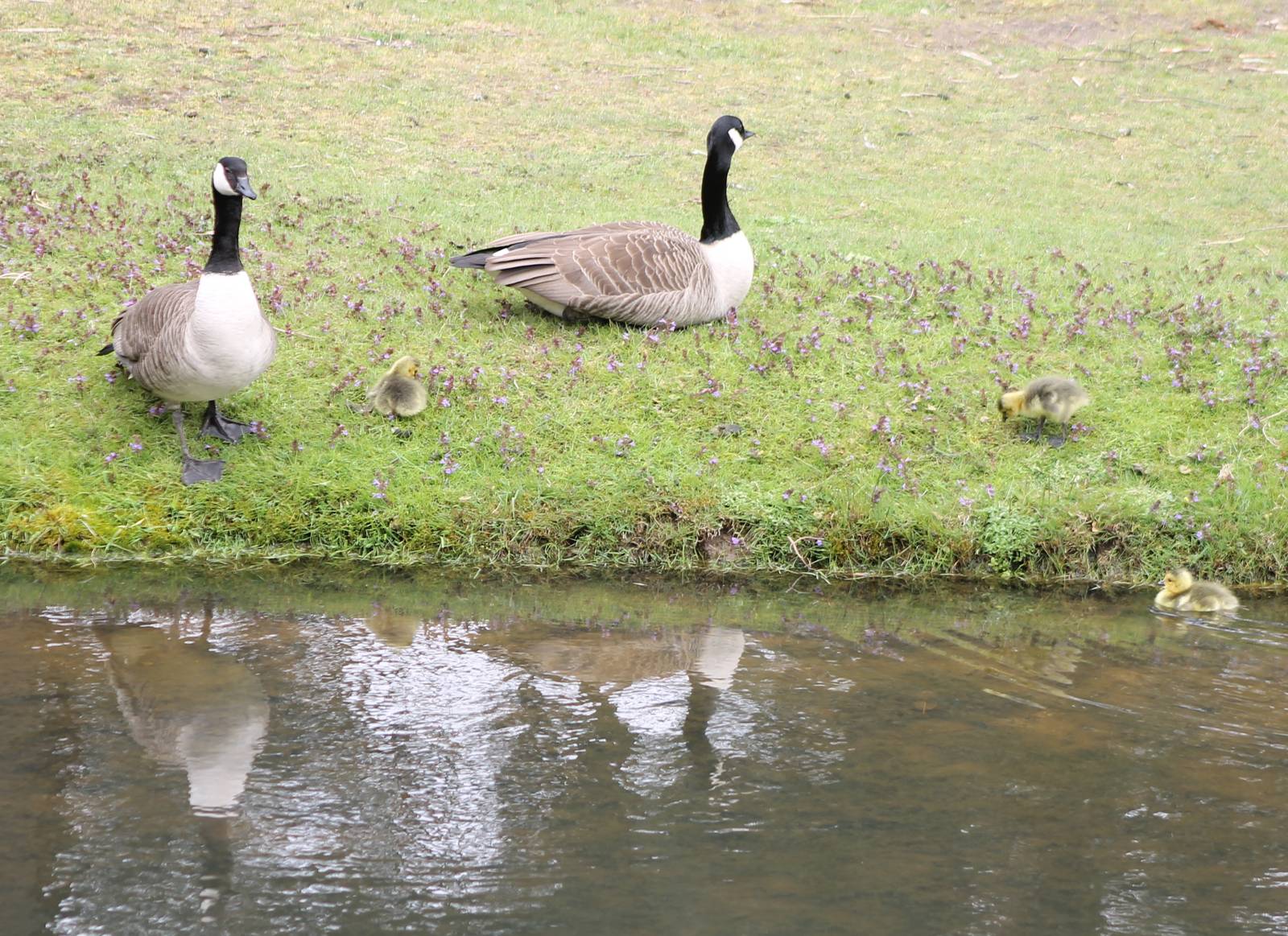 Canada goose family