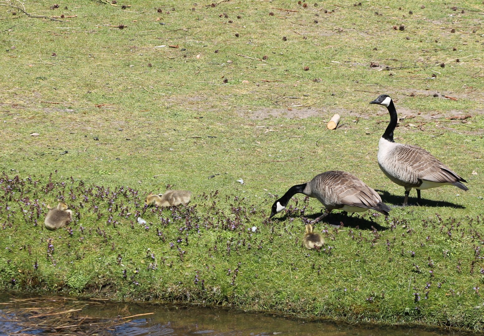 Canada goose-family