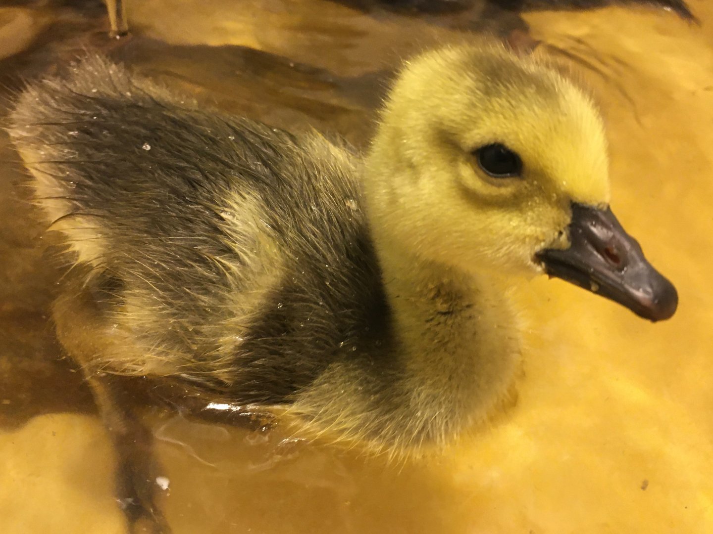 Canada Goose gosling (Branta canadensis)