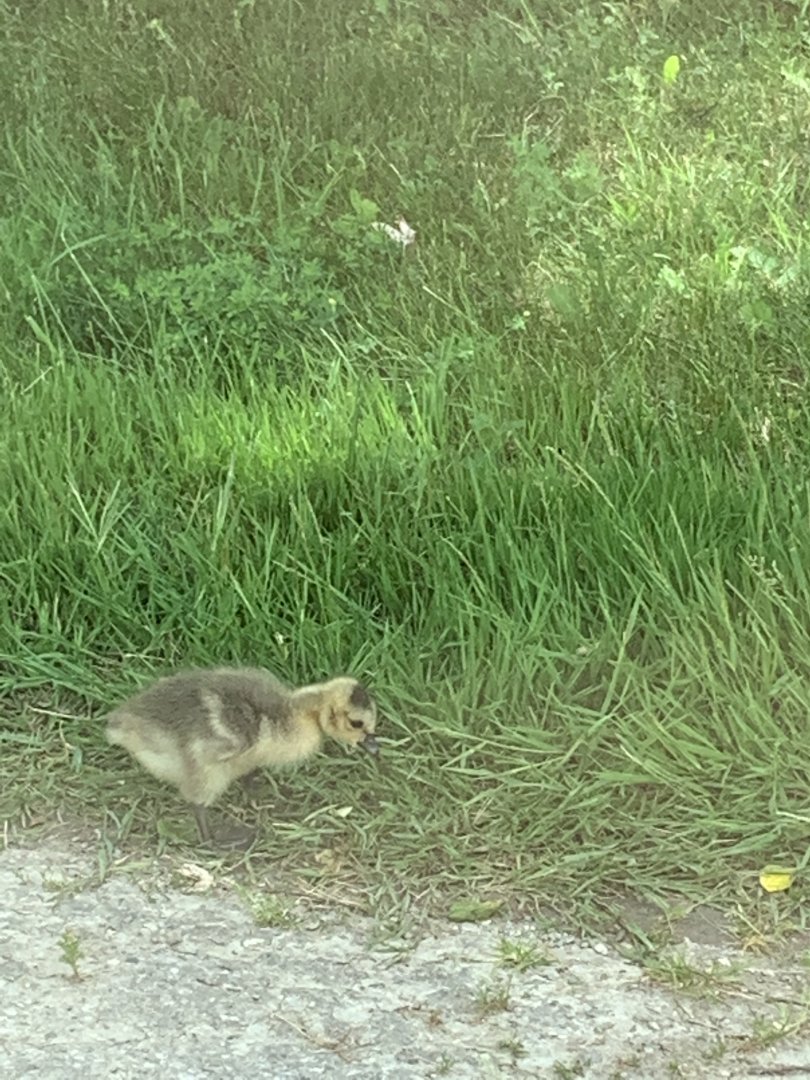 Canada Goose gosling