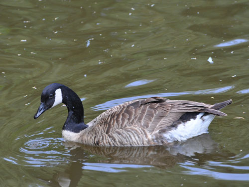 Canada Goose in Kishinev Zoo